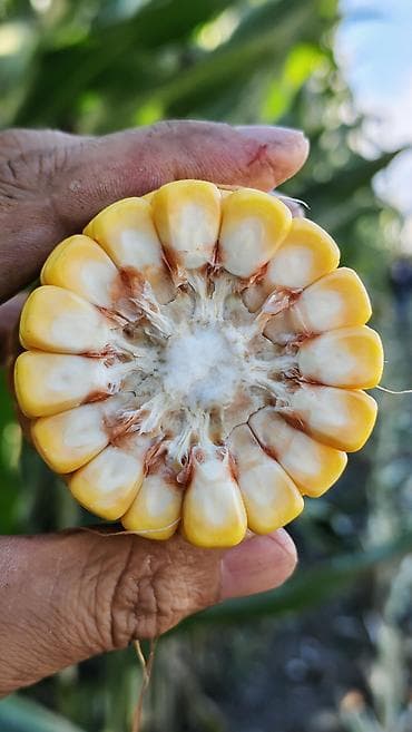 куры хай лайн соня: В наличии семена кукурузы MUSTANG (ФАО 600) Среднепоздний гибрид — 5