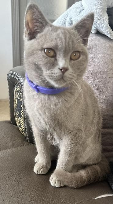 кошка золотая шиншилла: 5 месяцев, Мальчик, Приучена к лотку, Проглистована — 1