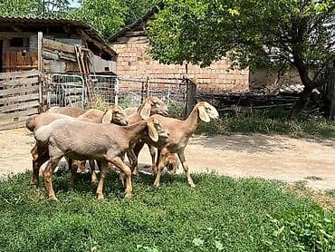 овц: Продаю | Баран (самец) | Арашан | Для разведения | Племенные — 3