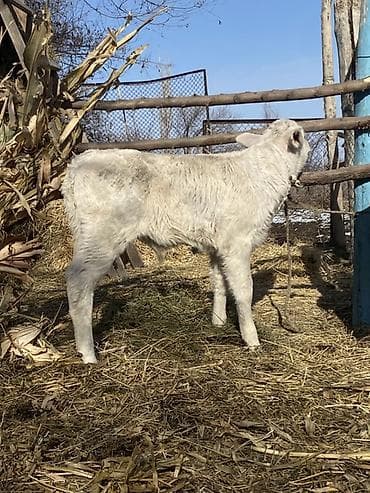 картан кой: Продаю | Бык (самец) | Швицкая, Шароле | Для молока | Привязанные — 2