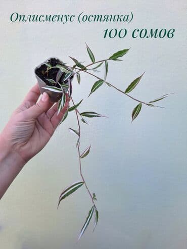 где купить рассаду овощей: ● Комнатные растения (укоренённые черенки, молодые растения, взрослые — 29