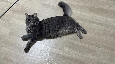 купить кошку: Ищу добрую и ответственную семью для кошки (без маленьких детей) — 2