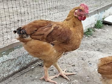 Животные: Продаю | Куры | Несушки — 1