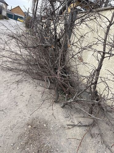 куда можно отдать ненужные вещи: Сухие ветки и сучья деревьев для растопки/ мангала/ мульчи. - Породы — 1