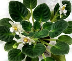 тоголок молдо исанова: Продаю цветущие фиалочки 🌿 🌺🌿 Цены200- 250 -300 сом.Оптовым — 11