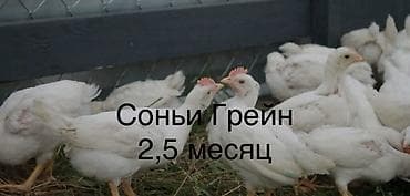 красный страитель: Продаю | Цыплята | Бройлерная — 3