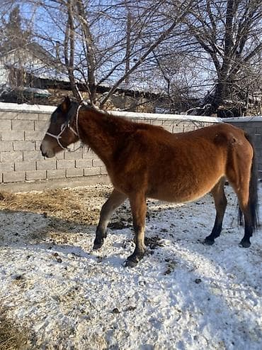 Продаю | Кобыла (самка) | Для разведения, Для молока | Осеменитель at lalafo.kg Продаю | Кобыла (самка) | Для разведения, Для молока | Осеменитель