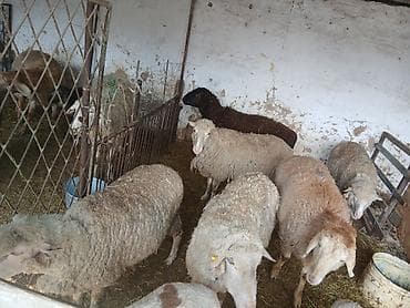 рыбка петушок: Продаю | Овца (самка) | Полукровка | Для разведения | Матка — 1