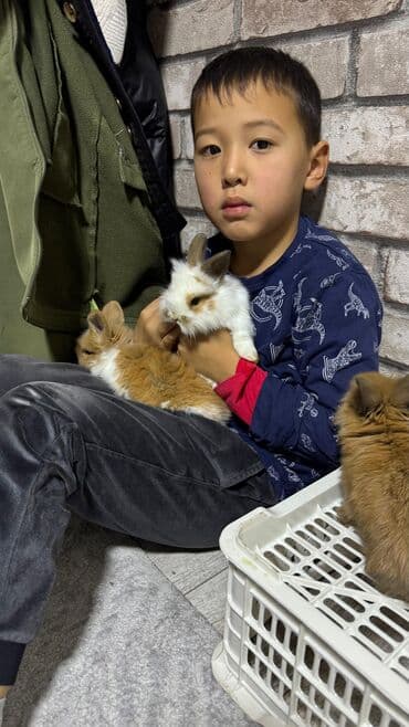 Шиншиллалар: Кролик с окрасом, сочетающим белый и светло-коричневый цвета. Обладает — 15