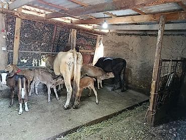 кошки коты котята: Продаю | Корова (самка), Бык (самец), Тёлка | Алатауская, Симментальская | Для молока — 1