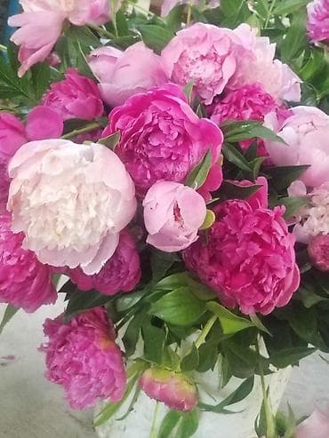 Пионы под срез— пышные шапки цветов в оттенках от нежно‑розового до