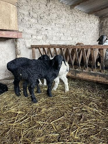 стригальный аппарат для овец: Продаю | Ягненок | На забой, Для разведения — 6