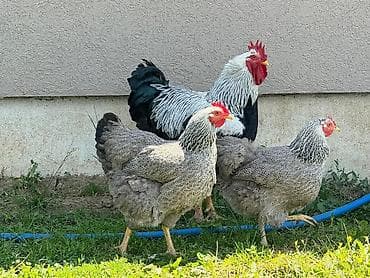 Продам с/х животных: Продаю | Инкубационные яйца | Для разведения — 3