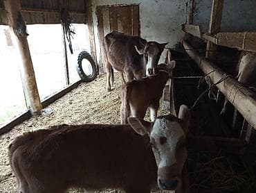 купить карова: Продаю | Корова (самка) | Для молока | После отела — 4