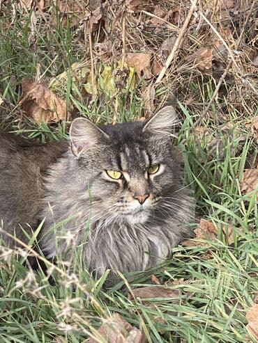мейн кун бишкек 😺 питомник lyubushka 🐈 купить котенка 🐾 цена фото: Мейн-кун, 2 года, Девочка, Проглистована, Приучена к лотку, С документами — 2