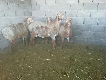 молодой баран: Продаю | Баран (самец) | Гиссарская | Для разведения | Осеменитель — 5