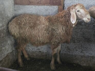 продается кошка: Продаю | Баран (самец) | Гиссарская — 5