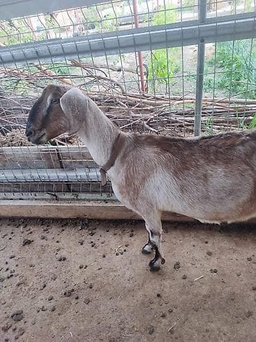 купить рыбу клоуна: Продаю | Коза (самка) | Нубийская | Для молока | Племенные — 1