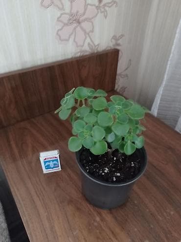 детки бегонии: Комнатные растения в горшках (на фото — реальные экземпляры) 1) — 8