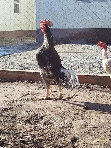 кальций для животных: Продаю | Куры — 3