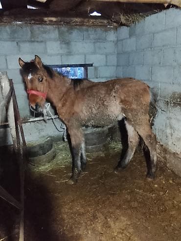 Продаю | Жеребенок | Рабочий