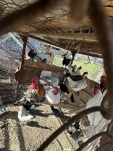 продаю животных: Продаю | Куры | Для разведения — 6