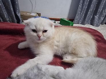 где купить крысу: Скотиш Фолд (Шотландская вислоухая), 2 месяца, Мальчик, Рыжий, Приучена к лотку — 2