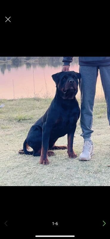 ротвелер: Ротвейлер, 3 жаш, Эркек, Эмделген — 1