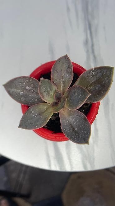 орхидея цена ош: В наличии ❗️‼️ Самые необычные цветы😍как будто с другой планеты 🪐 — 3