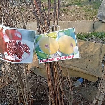 разведение рыб: Саженцы плодовых культур — ассортимент сортов Предлагаются саженцы — 7