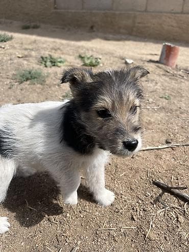 крысы белые: Продается щенки породы фокстерьер 2 месяца Адрес: С. Бостери, верхняя — 3