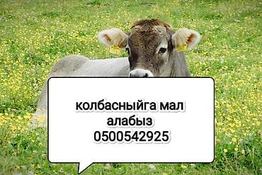 кур несушка: Куплю | Бараны, овцы | Круглосуточно — 2