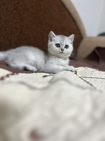 Другие животные: Скотиш Страйт (Шотландская прямоухая), 2 месяца, Девочка, Серебристая шиншилла, Приучена к лотку, Проглистована — 7