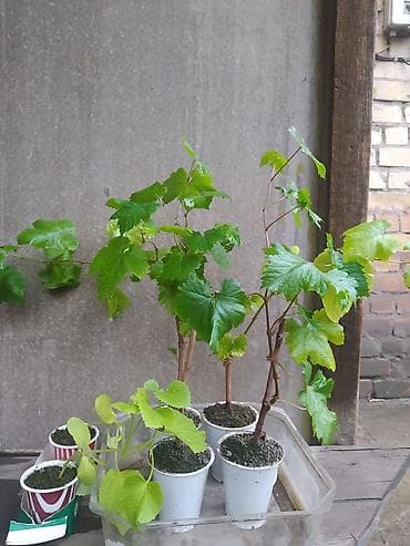 сетка для винограда: Саженцы винограда (Чёрный крупный ) в Пригородном.(Красный поздний) — 3