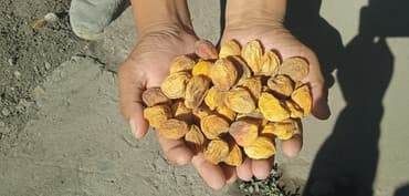 арахис соленый жаренный: Продаю Баткенский өрүк Кандек өрүк Чистый 100% — 1