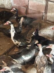 когучкон бишкек: Индоутки 57 голов — 4