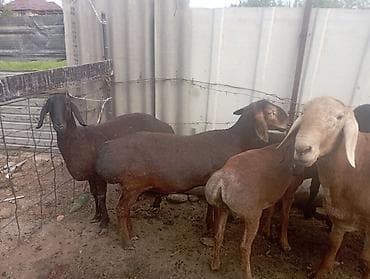 гуси линда: Продаю | Овца (самка) | Полукровка | Для разведения | Племенные — 2