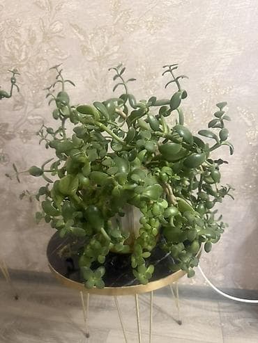 пересадка: Денежное дерево Суккулент Портукаллария афра (крассула овата — 1