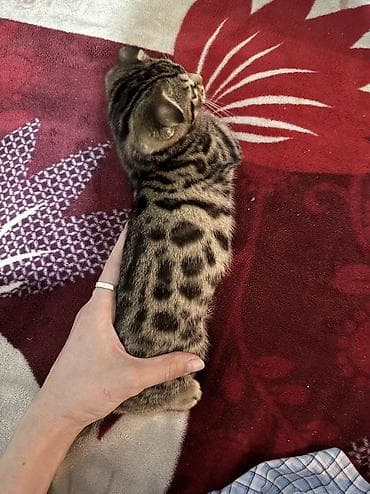 живой корм: Котята! папа бенгал. мама шотландская вислоухая. 2 девочки и один — 10