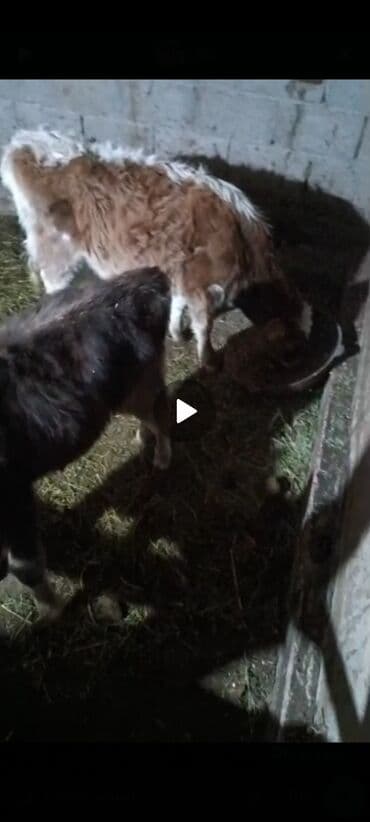 племенные коровы молочные купить: Продаю | Козлёнок | Полукровка | Для разведения — 1