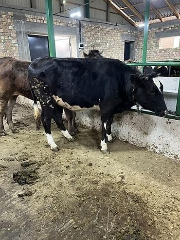 бенгальская кошка цена бишкек: Продаю | Корова (самка) | Алатауская | Для молока | Привязанные — 2