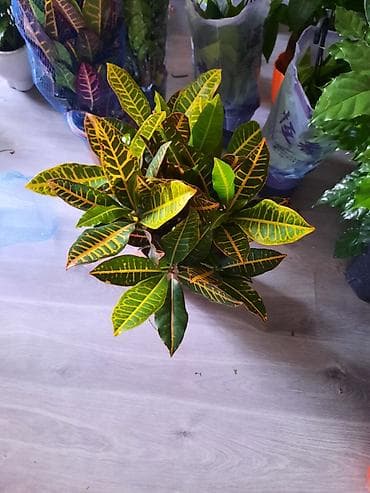 Үй жана бакча: Кротон (Codiaeum variegatum), декоративно-лиственное комнатное — 1