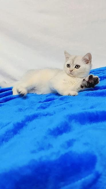 Кошки: Шотландские котята разных возрастов и окрасов от породных родителей — 3