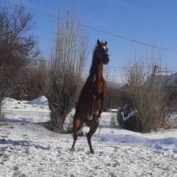 собака французский бульдог купить: Продаю | Жеребец | Английская | Конный спорт | Племенные — 8