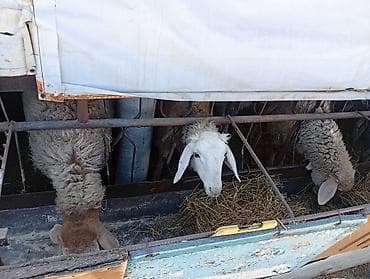 козу цена: Продаю | Баран (самец) | На забой — 6