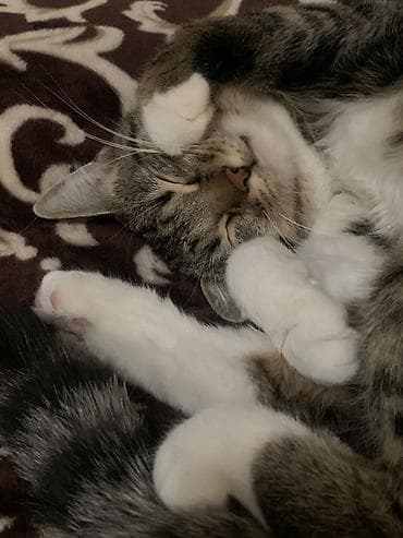 Мышыктар: Породасыз, 1 жаш, Ургаачы, Лотокко барууга үйрөтүлгөн — 2