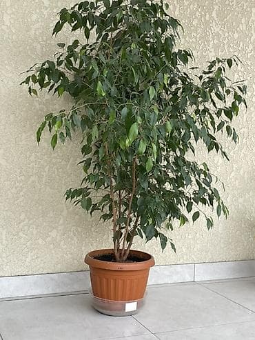 цветок бенджамин фикус: Фикус Бенджамина в горшке + садовые декоративные кустарники - — 1