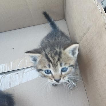 сибирский хаски: Полосатые котята с голубыми глазами. Окрас — классический тигровый — 2