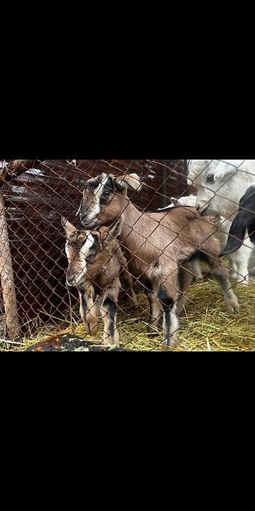 Продаю | Козлёнок | Для разведения | Племенные
