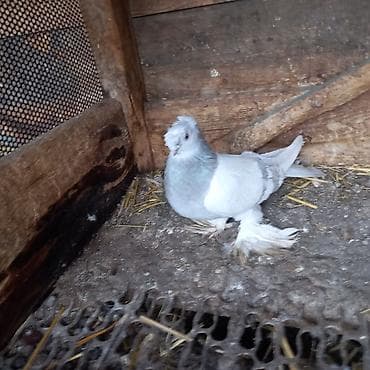 продаю голубь: Пепельная Голубка 2.000 окончательно — 2
